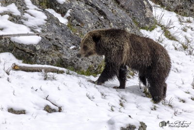 Grizzly Jam in Pelican Valley YNP 2025